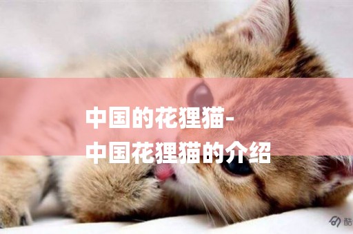 中國的花貍貓-
中國花貍貓的介紹