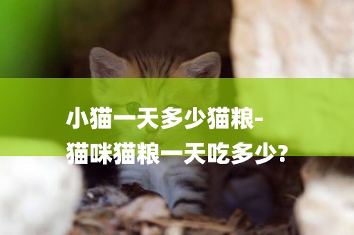 小貓一天多少貓糧-
貓咪貓糧一天吃多少?