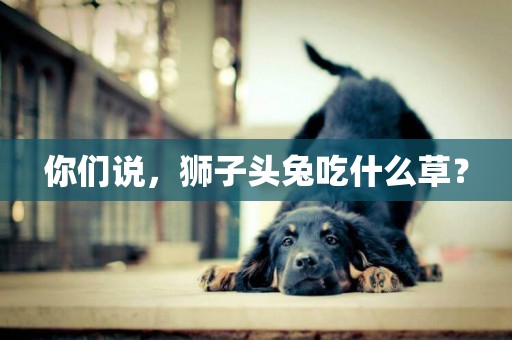 你們說，獅子頭兔吃什么草？