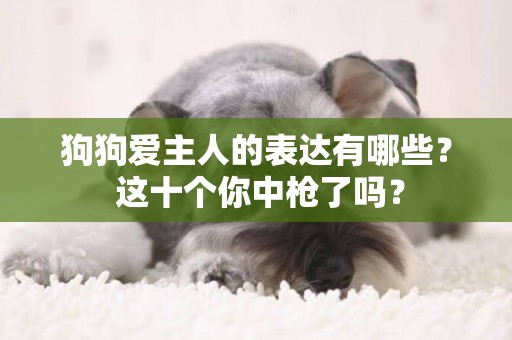 狗狗愛主人的表達有哪些？ 這十個你中槍了嗎？