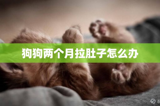 狗狗兩個月拉肚子怎么辦