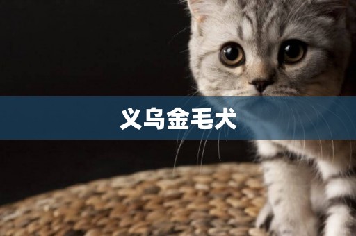 義烏金毛犬