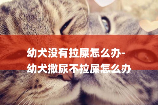 幼犬沒有拉屎怎么辦-
幼犬撒尿不拉屎怎么辦