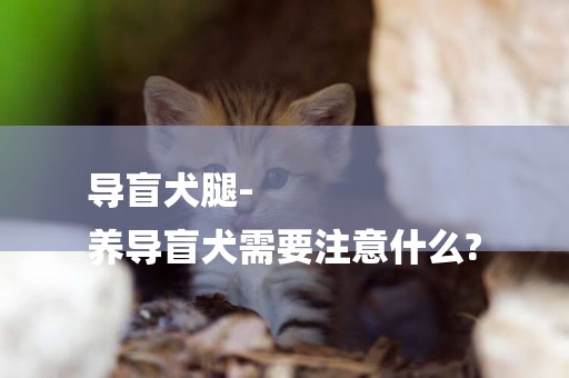 導盲犬腿-
養導盲犬需要注意什么?