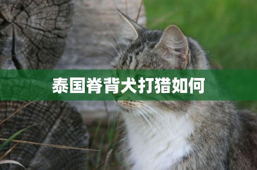 泰國脊背犬打獵如何