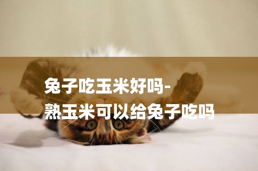 兔子吃玉米好嗎-
熟玉米可以給兔子吃嗎