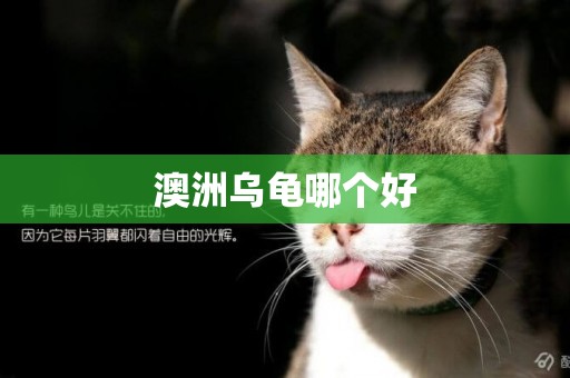 澳洲烏龜哪個好