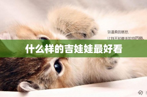 什么樣的吉娃娃最好看