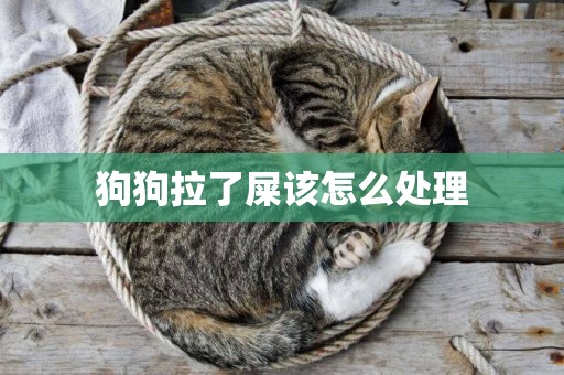 狗狗拉了屎該怎么處理