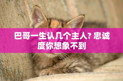 巴哥一生認幾個主人? 忠誠度你想象不到