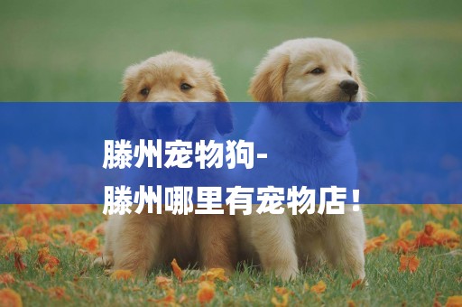 滕州寵物狗-
滕州哪里有寵物店！