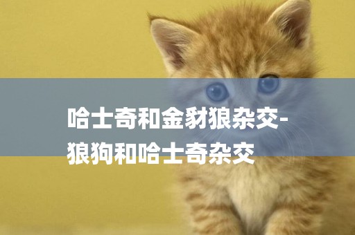 哈士奇和金豺狼雜交-
狼狗和哈士奇雜交