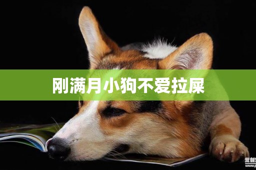 剛滿月小狗不愛拉屎