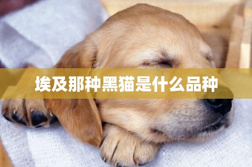 埃及那種黑貓是什么品種