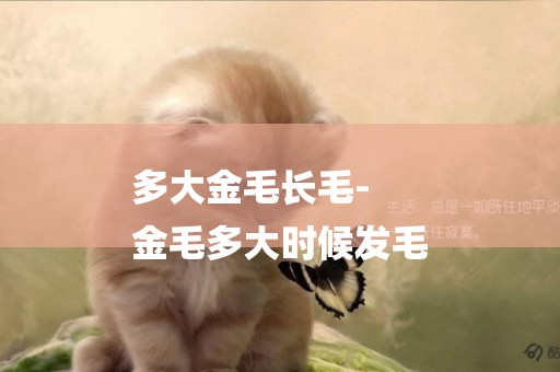 多大金毛長毛-
金毛多大時候發毛