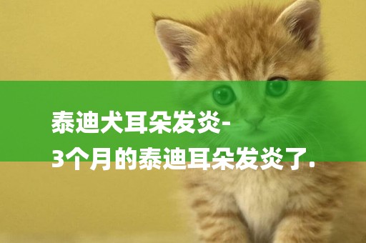 泰迪犬耳朵發炎-
3個月的泰迪耳朵發炎了.