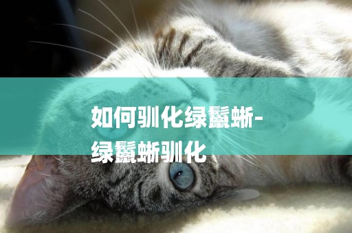 如何馴化綠鬣蜥-
綠鬣蜥馴化