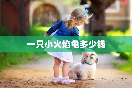 一只小火焰龜多少錢