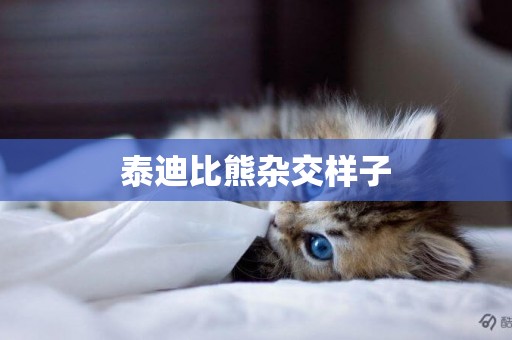 泰迪比熊雜交樣子