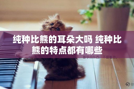 純種比熊的耳朵大嗎 純種比熊的特點都有哪些