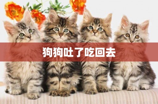 狗狗吐了吃回去