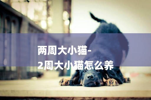 兩周大小貓-
2周大小貓怎么養
