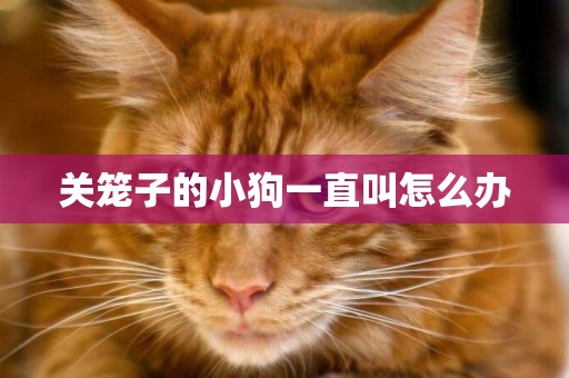 關籠子的小狗一直叫怎么辦