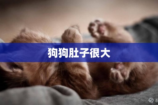 狗狗肚子很大
