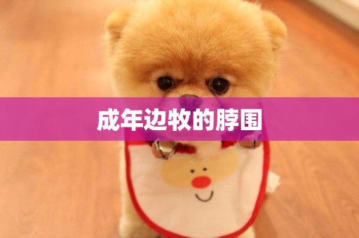 成年邊牧的脖圍