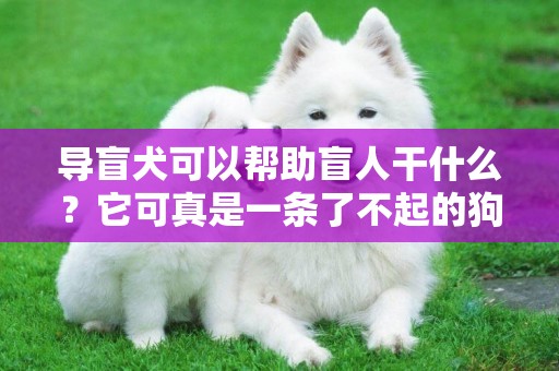 導盲犬可以幫助盲人干什么？它可真是一條了不起的狗啊！