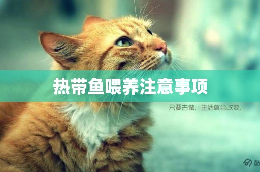 熱帶魚喂養注意事項