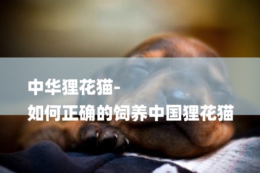 中華貍花貓-
如何正確的飼養中國貍花貓