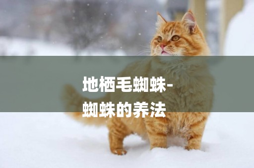 地棲毛蜘蛛-
蜘蛛的養法