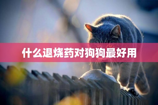 什么退燒藥對狗狗最好用