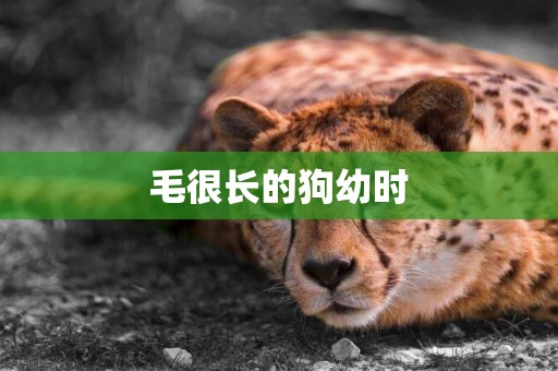 毛很長的狗幼時
