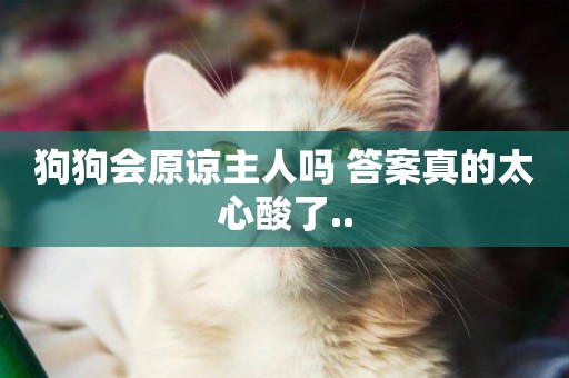 狗狗會原諒主人嗎 答案真的太心酸了..