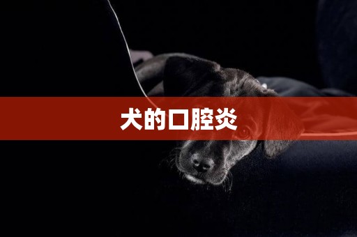 犬的口腔炎