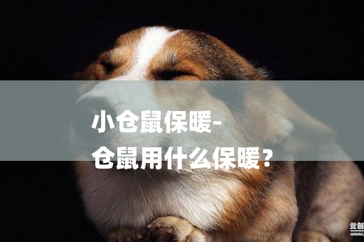 小倉鼠保暖-
倉鼠用什么保暖？