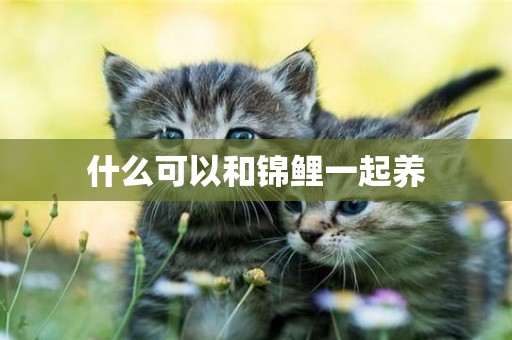 什么可以和錦鯉一起養