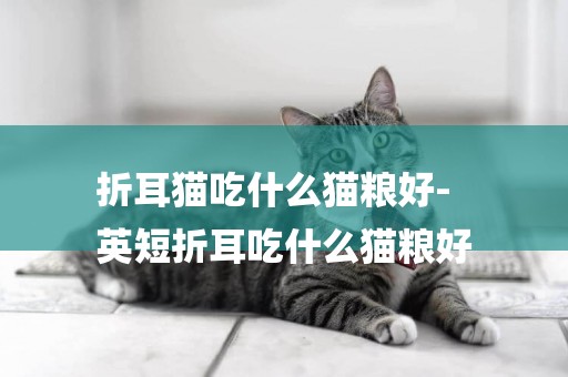 折耳貓吃什么貓糧好-
英短折耳吃什么貓糧好