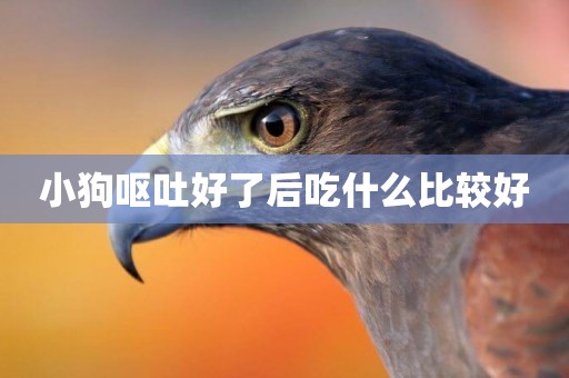 小狗嘔吐好了后吃什么比較好