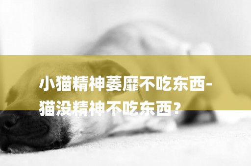 小貓精神萎靡不吃東西-
貓沒精神不吃東西？