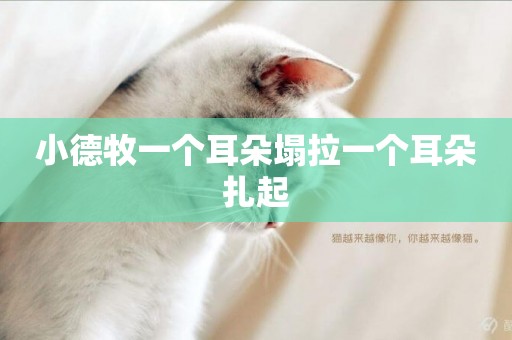 小德牧一個耳朵塌拉一個耳朵扎起