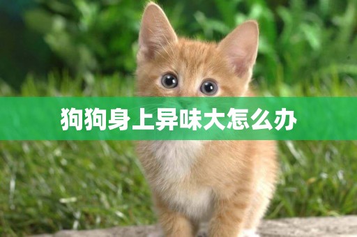 狗狗身上異味大怎么辦