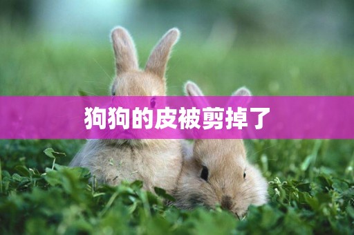 狗狗的皮被剪掉了