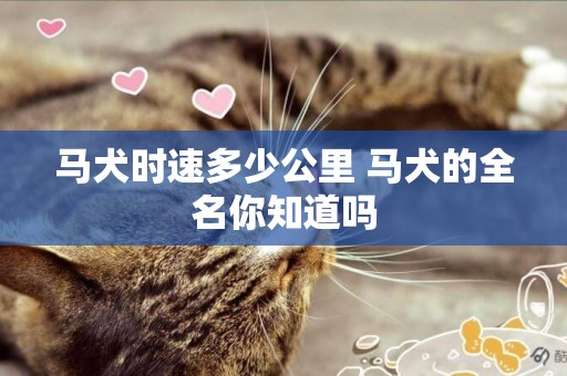 馬犬時速多少公里 馬犬的全名你知道嗎
