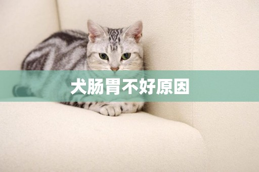 犬腸胃不好原因