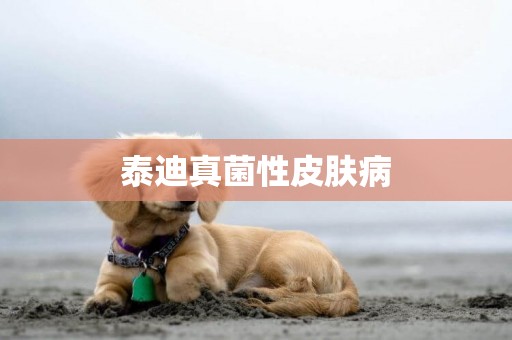 泰迪真菌性皮膚病