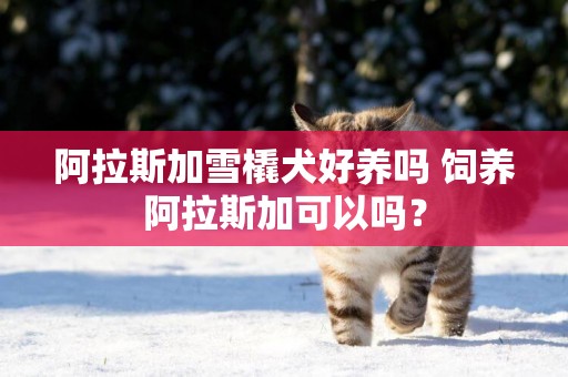 阿拉斯加雪橇犬好養嗎 飼養阿拉斯加可以嗎？
