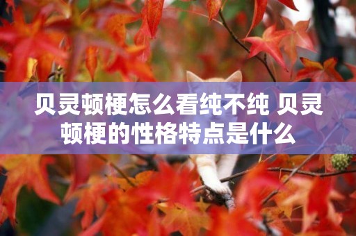 貝靈頓梗怎么看純不純 貝靈頓梗的性格特點是什么